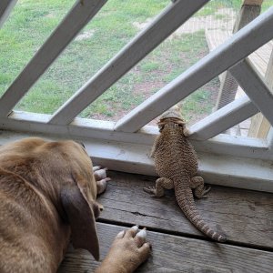 Friends on watch