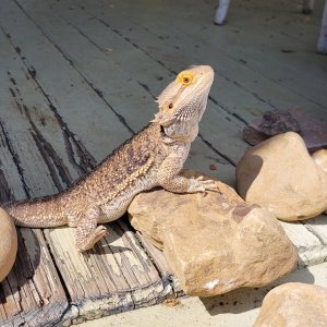 Loving new rocks