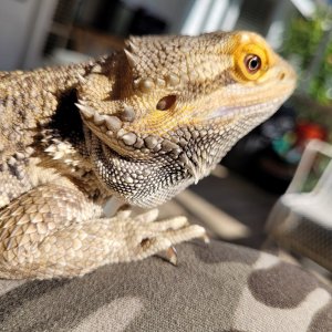 Hi