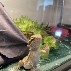 Hello…