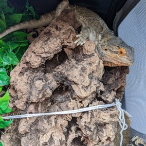 Beardie backpack 2