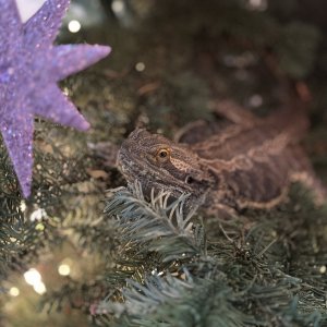 Frank trimming the tree!