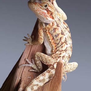 Bearded dragon on a log