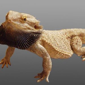 Bearded dragon with black beard