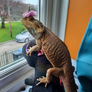 Buddy in his flower hat.