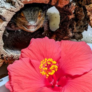 Devlyn and Hibiscus flower