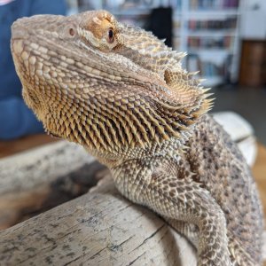 taco_portrait1.jpg