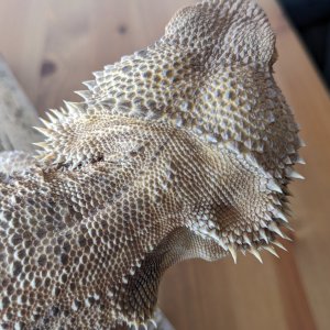 taco_portrait2.jpg
