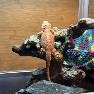 IMG_0136.jpeg