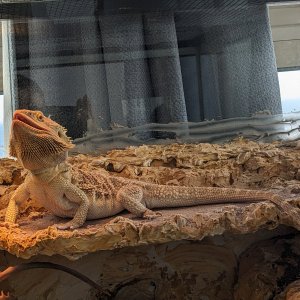 basking_gaping1.jpg