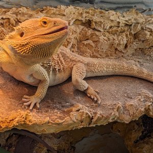 basking_gaping2.jpg