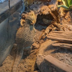 pancake_before_breakfast.jpg