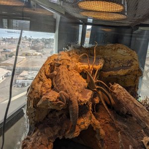first_basking_after_brumation.jpg