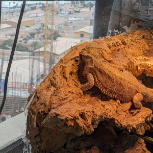 construction_site_inspector.jpg