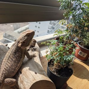 windowseat_interrupts_brumation.jpg
