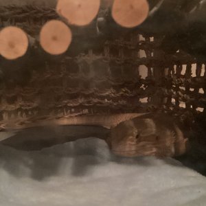 image4 (2).jpeg