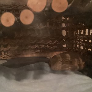 image1 (2).jpeg