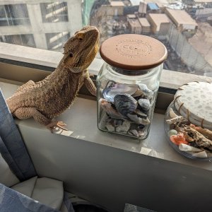 windowsill.jpg