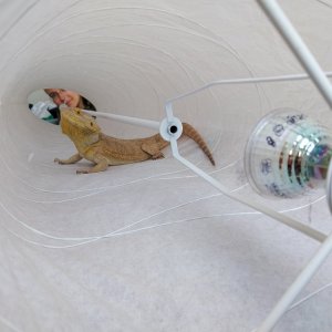 taco_in_lamp1.jpg