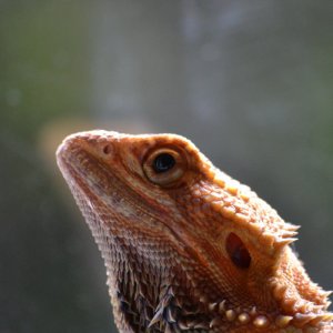 IMG_2176.jpeg