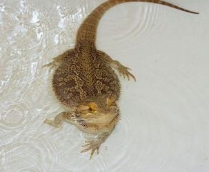 How should I care for my bearded dragon? – RSPCA Knowledgebase