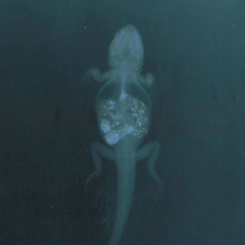 Image Image