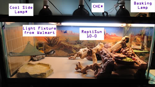 ceramic heat lamp for bearded dragon