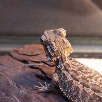 Bearded Dragon Eye Bulging @ BeardedDragon.org