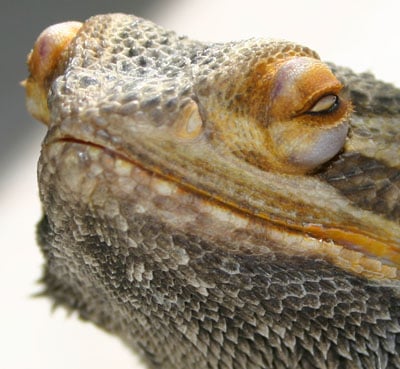 bearded dragon eye bulging @ beardeddragon.org