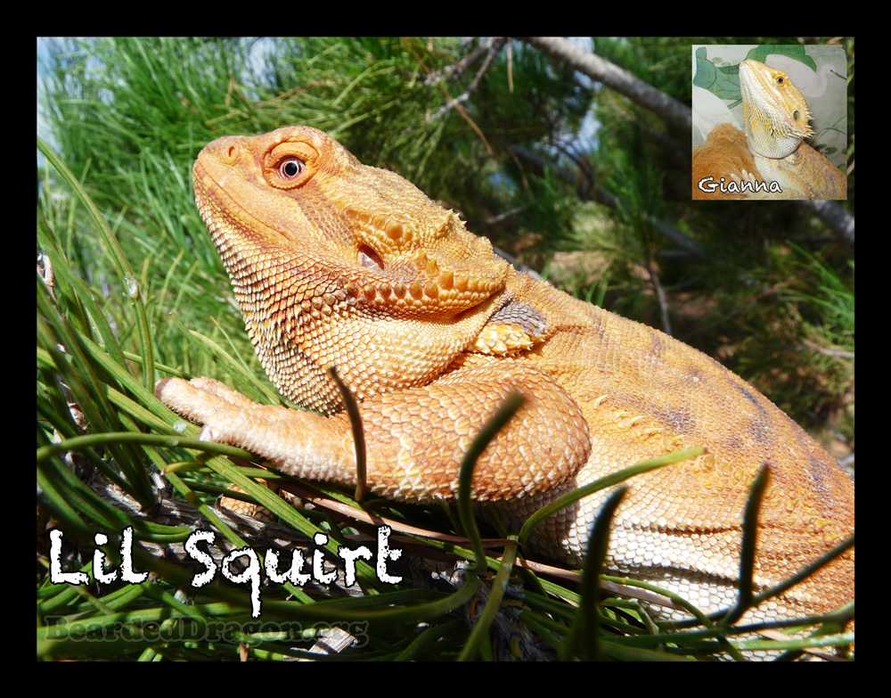 2015 Bearded Dragon Calendar Previews PLEASE REVIEW Website Support 2015 Bearded Dragon Calendar Previews PLEASE REVIEW Website Support
