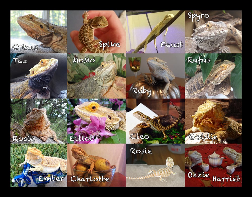2015 Bearded Dragon Calendar Previews PLEASE REVIEW Website Support 2015 Bearded Dragon Calendar Previews PLEASE REVIEW Website Support