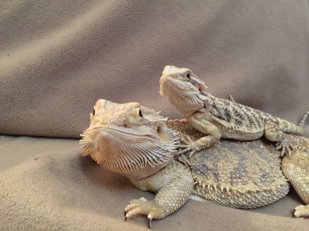 Meet The Gang Introductions Bearded Dragon Org