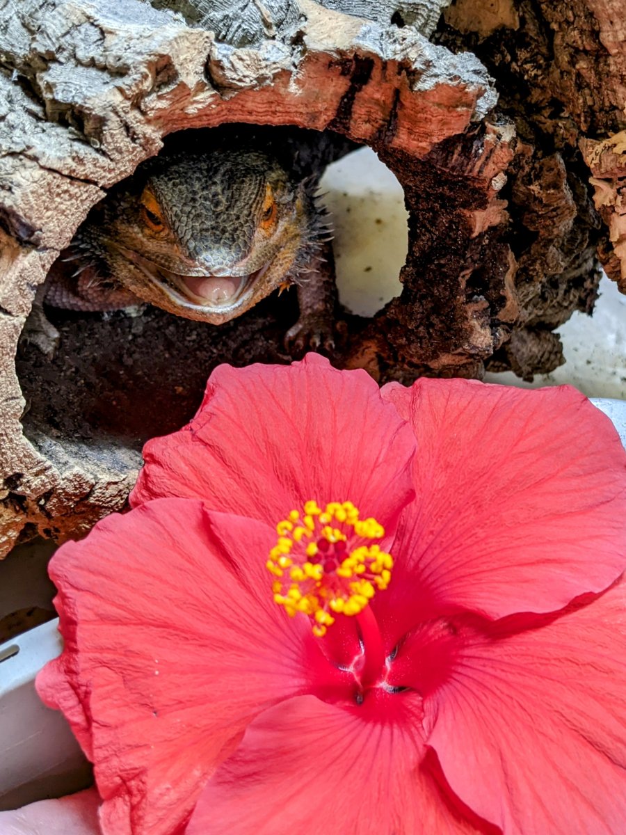 Devlyn and Hibiscus flower