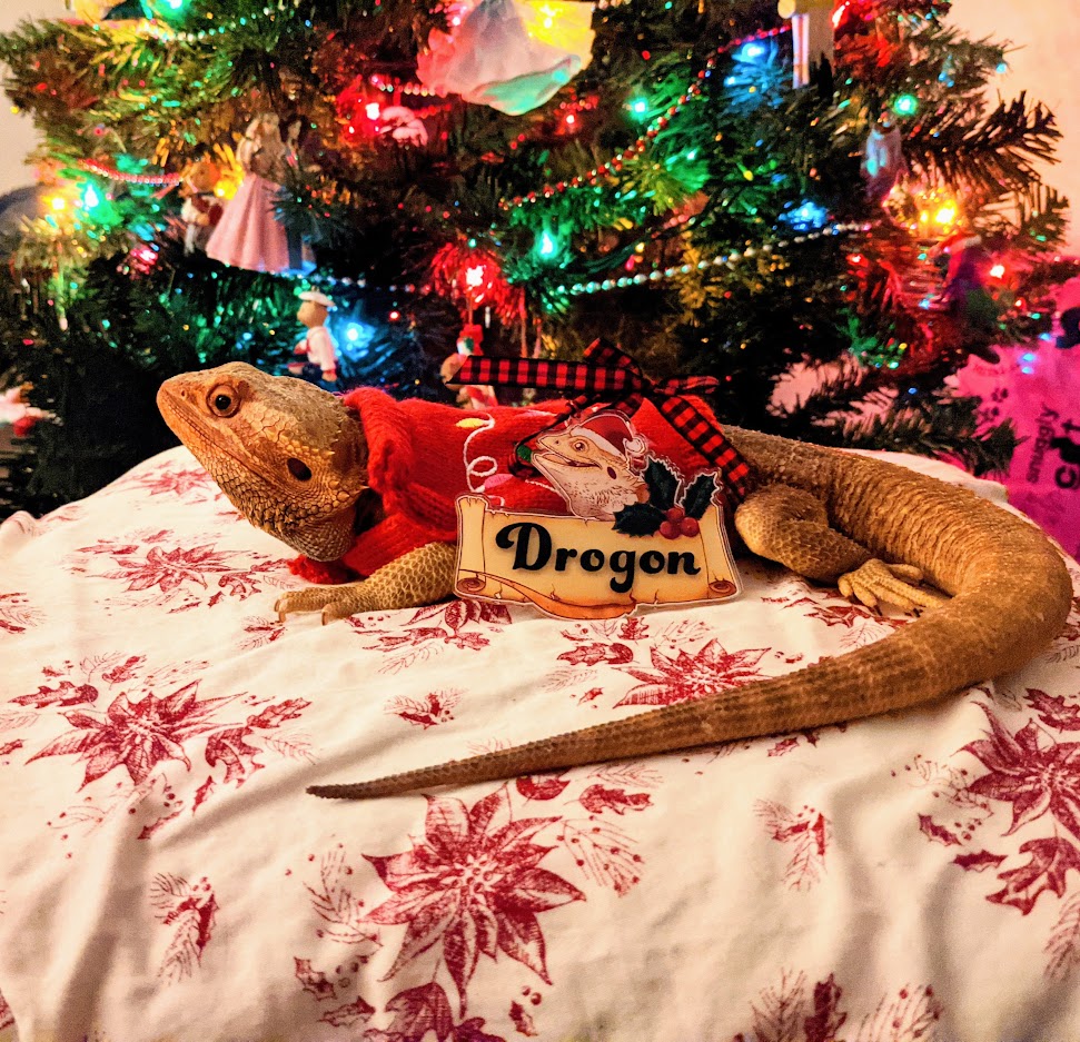 Drogon's Festive Christmas w/ His Own Ornament!