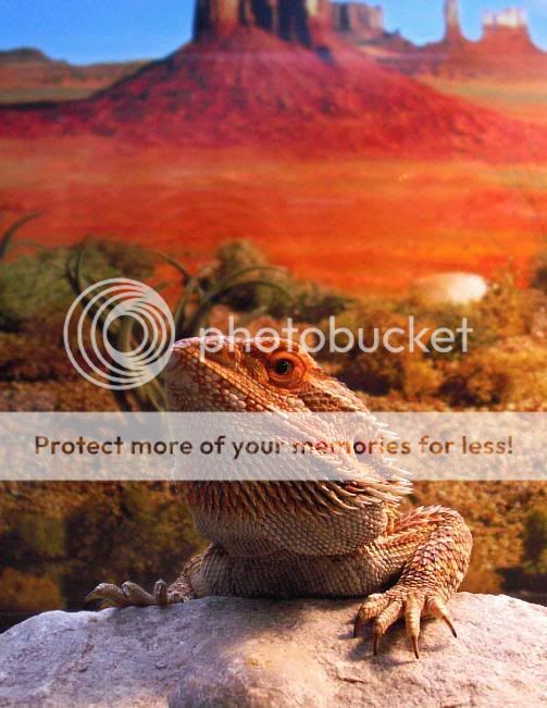 outback2.jpg