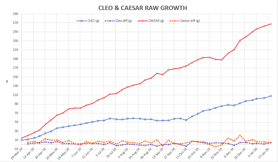 cleo-and-caesar-growth-in-first-year.png