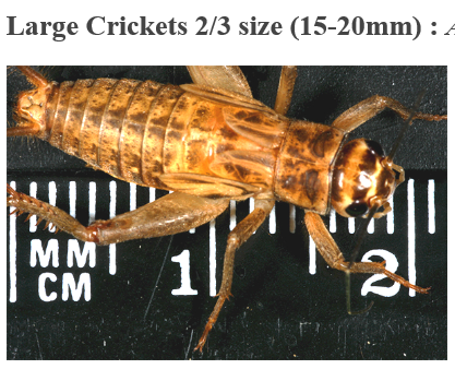 large-crickets-size.png