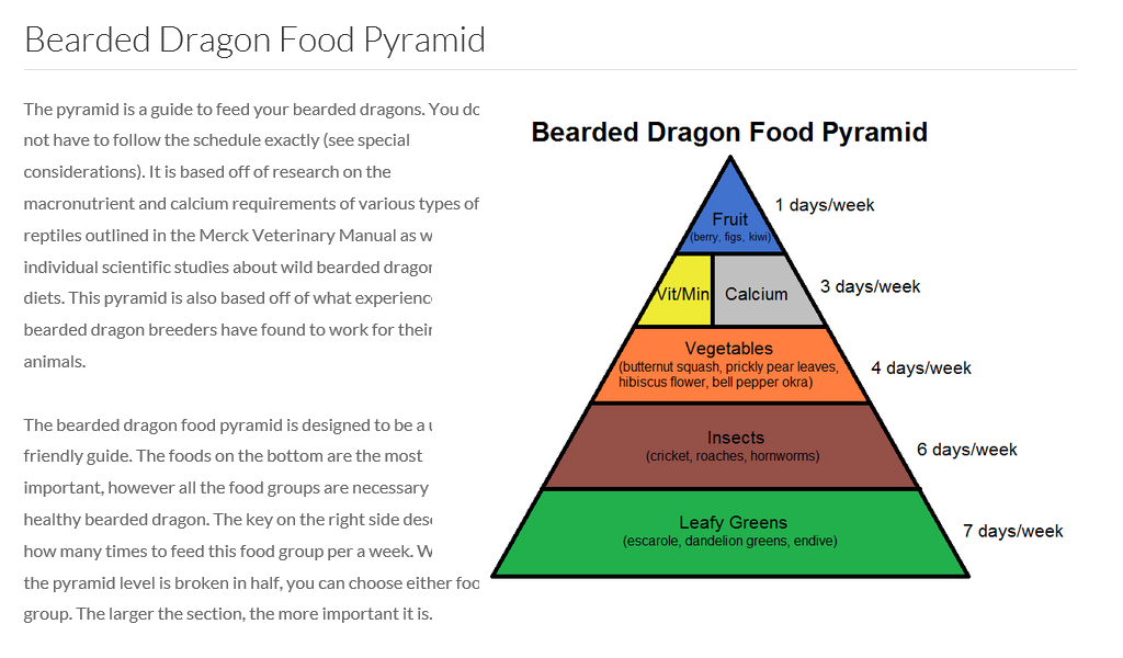 bearded_dragon_food_pyramid.png