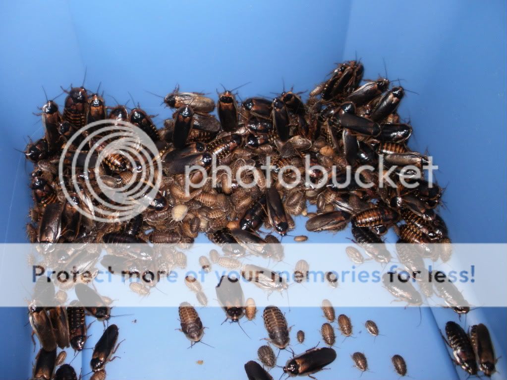 Roaches007.jpg