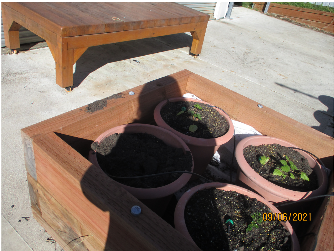 1x1-mobile-planter-box-in-use-at-last.png