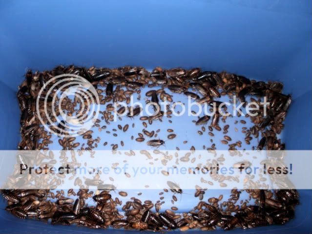 Roaches002.jpg