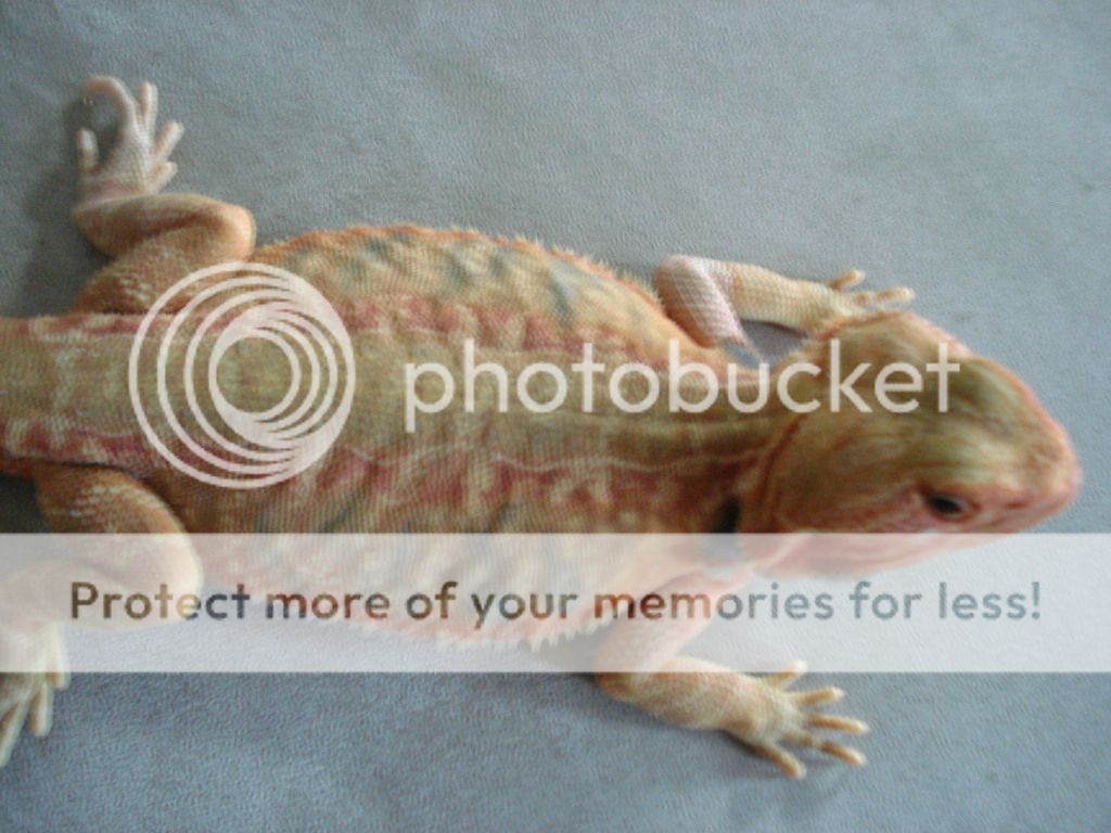 lizards020.jpg