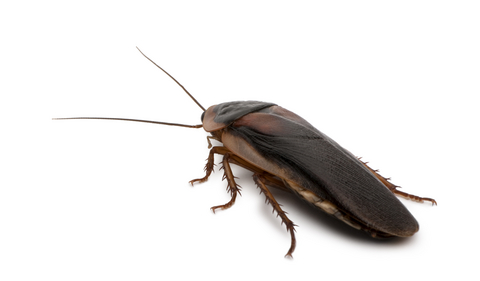 dubia-roaches-for-sale.jpg