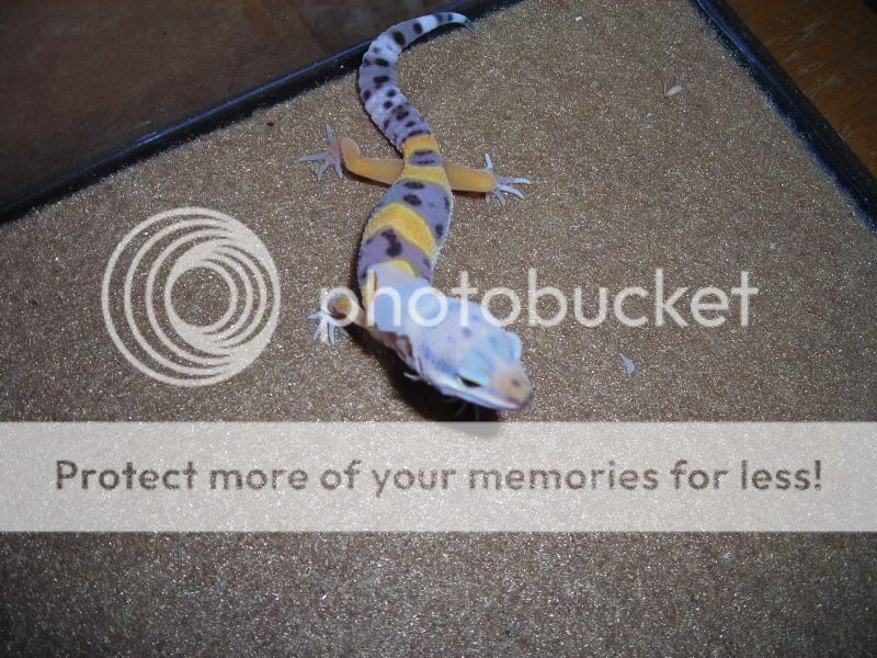 gecko001-1.jpg