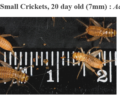 20day_7mm_small_crickets.png