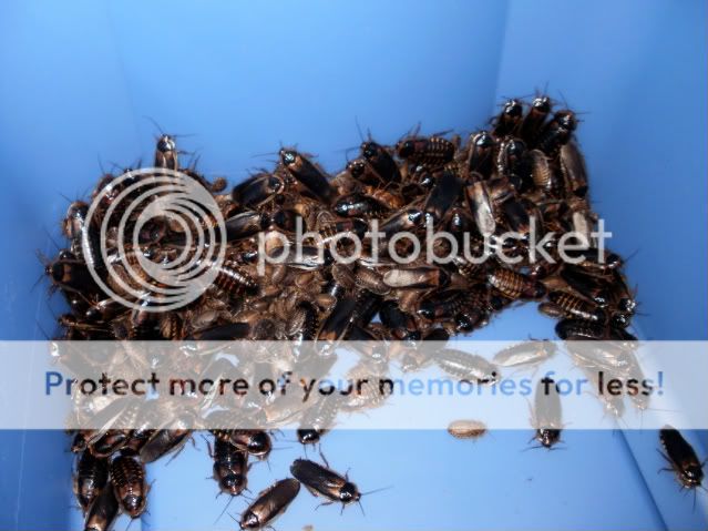 Roaches006.jpg