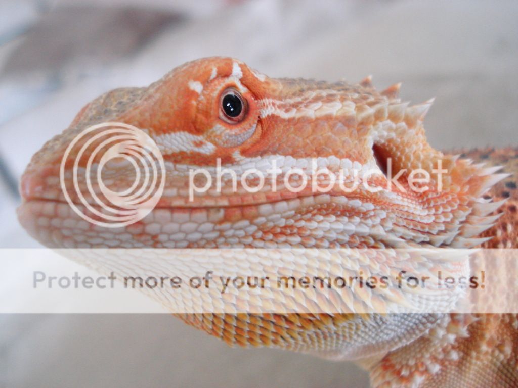 lizards025.jpg