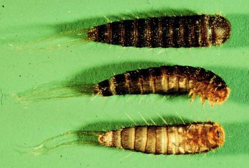 carpet-beetle-larva.jpg