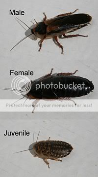 200px-Blaptica-Dubia-cockroaches-x3.jpg