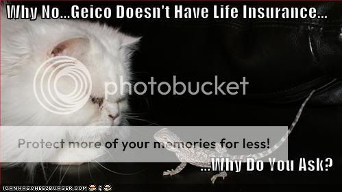 funny-pictures-cat-is-about-to-eat-the-geico-mascot.jpg